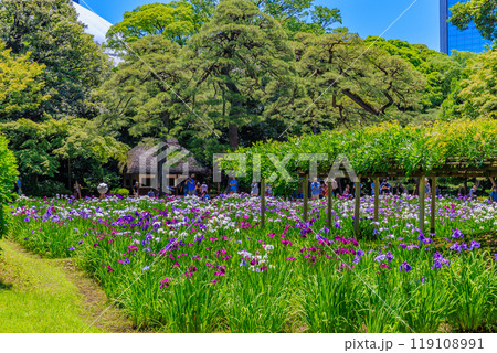 東京　文京区にある小石川後楽園（見頃をむかえた花菖蒲) 119108991