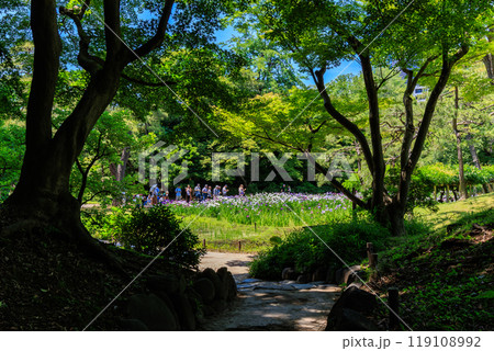 東京　文京区にある小石川後楽園（見頃をむかえた花菖蒲) 119108992