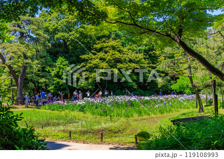 東京　文京区にある小石川後楽園（見頃をむかえた花菖蒲) 119108993