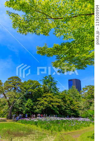 東京　文京区にある小石川後楽園（見頃をむかえた花菖蒲) 119108994