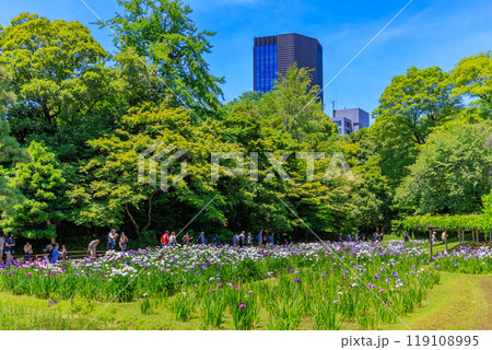 東京　文京区にある小石川後楽園（見頃をむかえた花菖蒲) 119108995