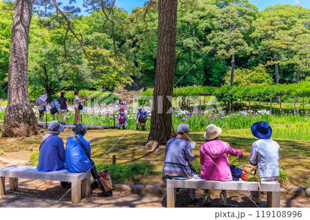 東京　文京区にある小石川後楽園（見頃をむかえた花菖蒲) 119108996