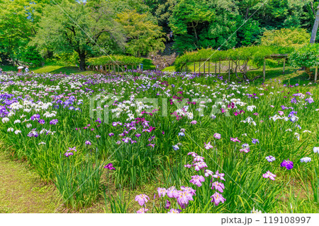 東京　文京区にある小石川後楽園（見頃をむかえた花菖蒲) 119108997