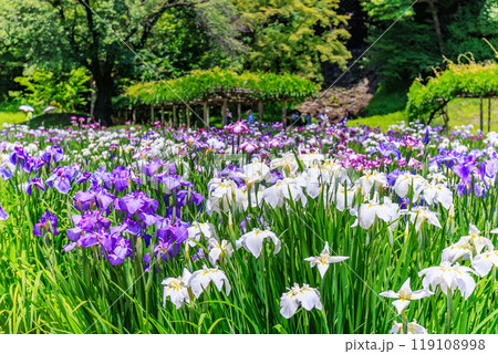 東京　文京区にある小石川後楽園（見頃をむかえた花菖蒲) 119108998