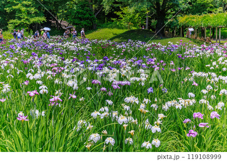 東京　文京区にある小石川後楽園（見頃をむかえた花菖蒲) 119108999