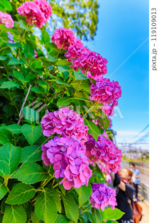 東京　北区王子　飛鳥山公園　飛鳥の小径のあじさい 119109013