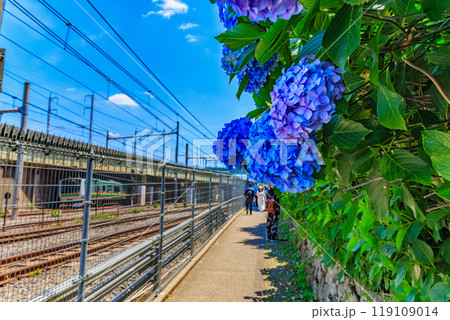東京　北区王子　飛鳥山公園　飛鳥の小径のあじさい 119109014