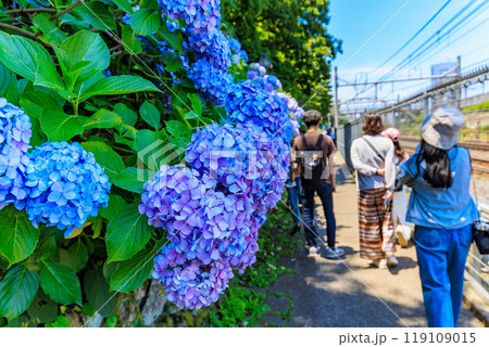 東京　北区王子　飛鳥山公園　飛鳥の小径のあじさい 119109015