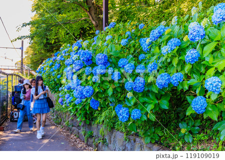 東京 北区王子 飛鳥山公園 飛鳥の小径のあじさい 東京 北区王子 飛鳥山公園 飛鳥の小径のあじさい 119109019