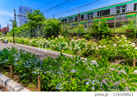 東京　北区王子　飛鳥山公園　飛鳥の小径のあじさい 119109021