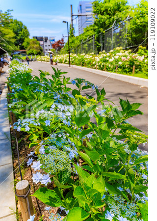 東京　北区王子　飛鳥山公園　飛鳥の小径のあじさい 119109022