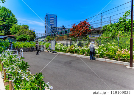 東京 北区王子 飛鳥山公園 飛鳥の小径のあじさい 東京 北区王子 飛鳥山公園 飛鳥の小径のあじさい 119109025