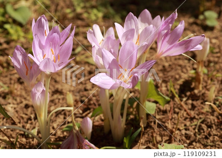 透明感のある美しい花だが、有毒植物のイヌサフラン 透明感のある美しい花だが、有毒植物のイヌサフラン 119109231