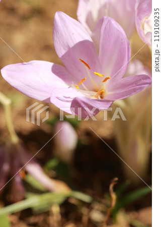 透明感のある美しい花だが、有毒植物のイヌサフラン 透明感のある美しい花だが、有毒植物のイヌサフラン 119109235