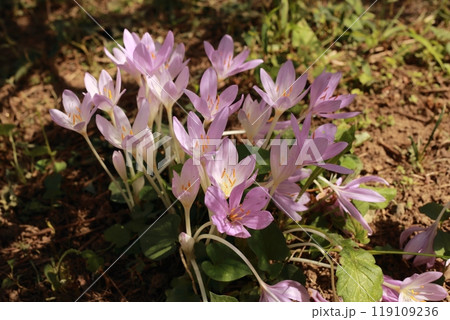 透明感のある美しい花だが、有毒植物のイヌサフラン 透明感のある美しい花だが、有毒植物のイヌサフラン 119109236