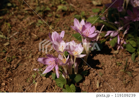 透明感のある美しい花だが、有毒植物のイヌサフラン 透明感のある美しい花だが、有毒植物のイヌサフラン 119109239