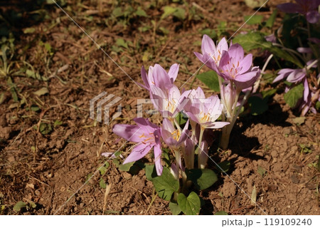 透明感のある美しい花だが、有毒植物のイヌサフラン 透明感のある美しい花だが、有毒植物のイヌサフラン 119109240