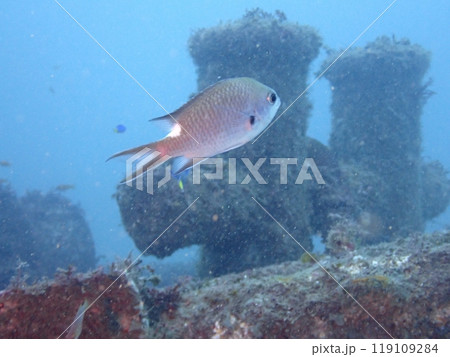 沈船の前を泳ぐ魚のスズメダイのアップ 沈船の前を泳ぐ魚のスズメダイのアップ 119109284