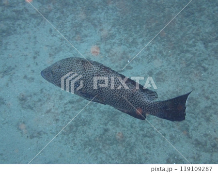 海を泳ぐ大きな魚のオオモンハタ 119109287