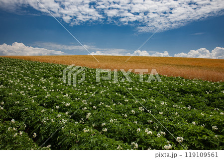 満開のジャガイモの花咲く大地 満開のジャガイモの花咲く大地 119109561