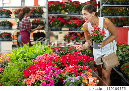 Young woman choosing periwinkle in pot 119109576