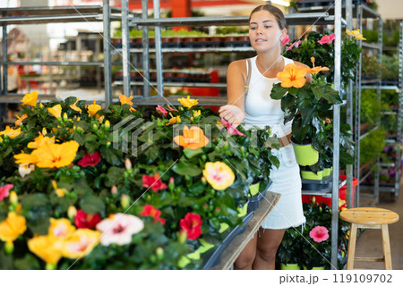 Young woman choosing hibiscus in pot Young woman choosing hibiscus in pot 119109702