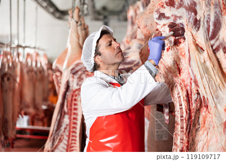 Butcher measuring temperature of beef carcass hanging in cold storage 119109717
