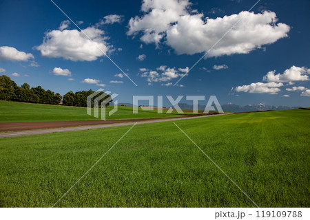 麦畑の丘と大地 麦畑の丘と大地 119109788