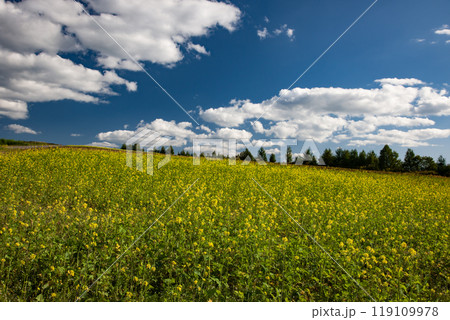 キガラシ咲く黄色い大地 119109978