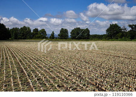 タマネギ畑の大地 119110366
