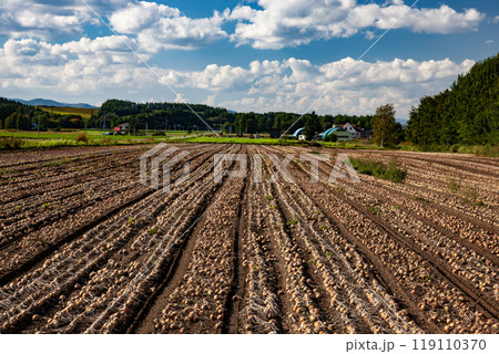 タマネギ畑の大地 119110370