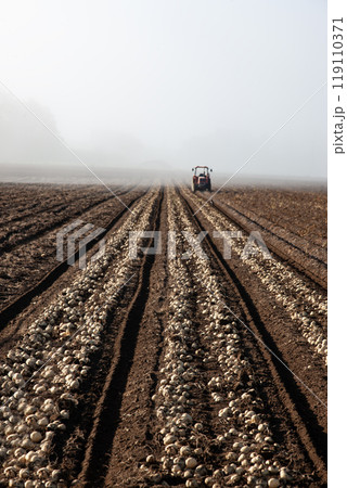 タマネギ畑の大地 119110371