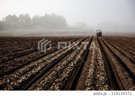タマネギ畑の大地 119110372