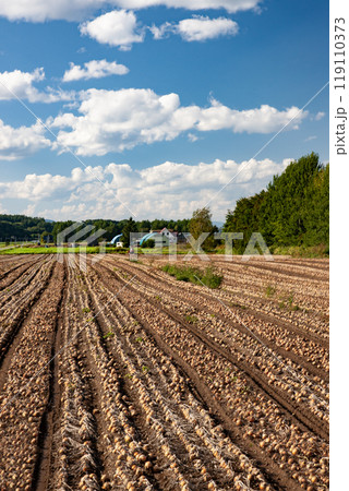 タマネギ畑の大地 119110373