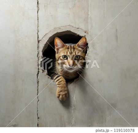 壁穴から覗いているキジトラ猫 壁穴から覗いているキジトラ猫 119110378