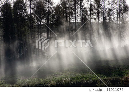 美しい朝霧の丘と大地 美しい朝霧の丘と大地 119110734