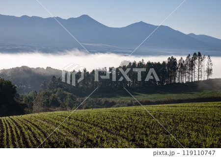 美しい朝霧の丘と大地 119110747