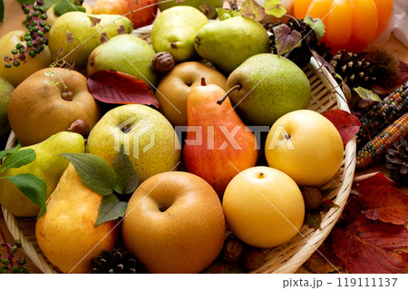 様々な秋の梨(1) 様々な秋の梨(1) 119111137