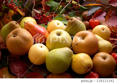 様々な秋の梨(3) 119111141