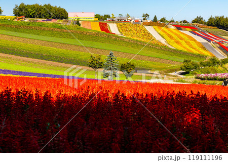 四季彩の丘 119111196