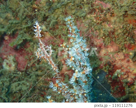 ソフトコーラルの近くを泳ぐ赤い魚のニシキフウライウオ 119111276