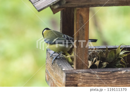 Great tit, Parus major, single bird on feeder. Photo project : Birds 119111370