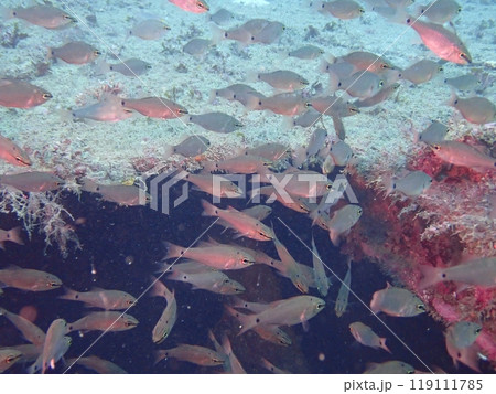 沈没船の穴の中の近くで暮らす魚の群れ 119111785