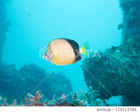 青い海を泳ぐ魚のシラコダイ 119111788