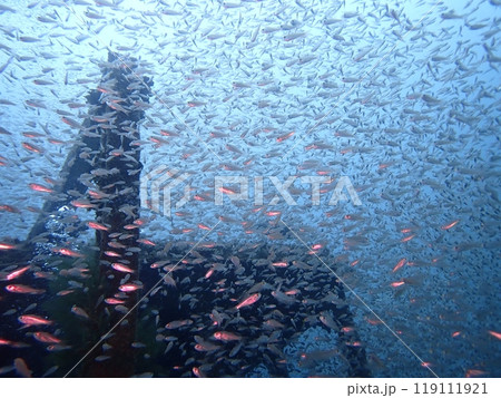 白浜の沈没船の近くで暮らす沢山の魚の群れ 119111921