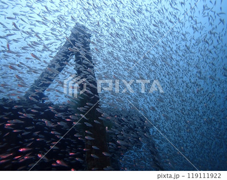 白浜の沈没船の近くで暮らす沢山の魚の群れ 白浜の沈没船の近くで暮らす沢山の魚の群れ 119111922