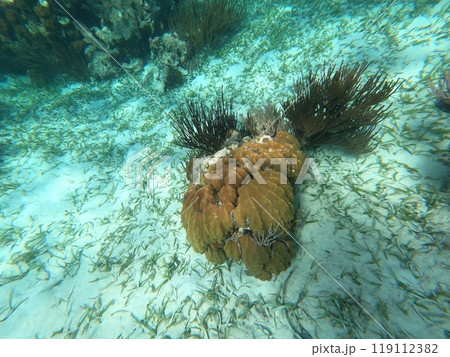 Beautifiul underwater colorful coral reefs 119112382