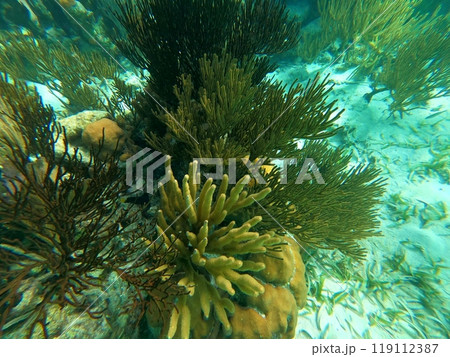 Beautifiul underwater colorful coral reefs Beautifiul underwater colorful coral reefs 119112387