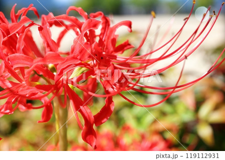 真っ赤な彼岸花から長く伸びるおしべ 119112931