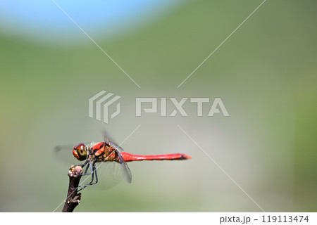 赤トンボ・ナツアカネ（夏茜）の♂ 119113474